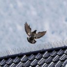 Nature madárriasztó tüske szett 11x18x33cm 3x33cm (6060160)