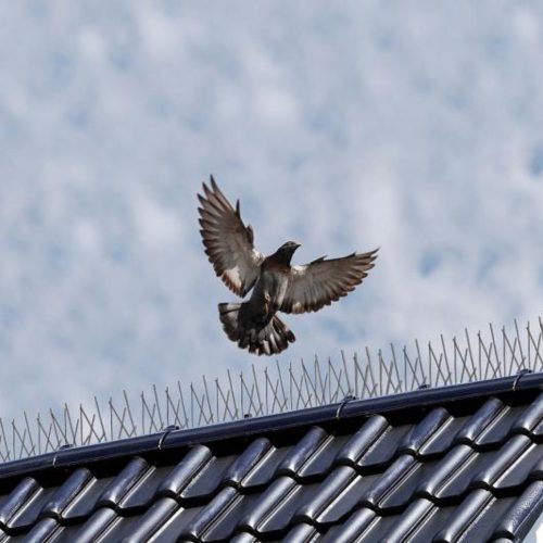 Nature madárriasztó tüske szett 11x18x33cm 3x33cm (6060160)