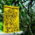 Biocont cseresznyelégy színcsapda 6db-os