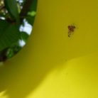 Biocont cseresznyelégy színcsapda 6db-os