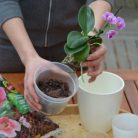 Compo orchidea virágföld 5l