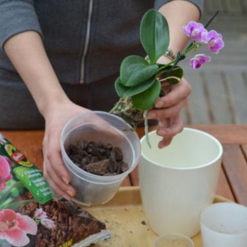 Compo orchidea virágföld 5l