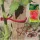 Tomatoclip paradicsom kötöző 25db-os