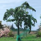 Nortene Birdnet madárháló zöld 4x20m (19x19)