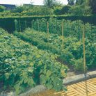 Nortene növénytartó háló 1.7x20m 150x170 zöld